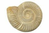 2 1/2" Polished Perisphinctes Ammonite Fossils - Madagascar - Photo 3